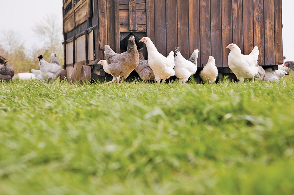 chickens outside their hut in a field | Herb Fed Poultry