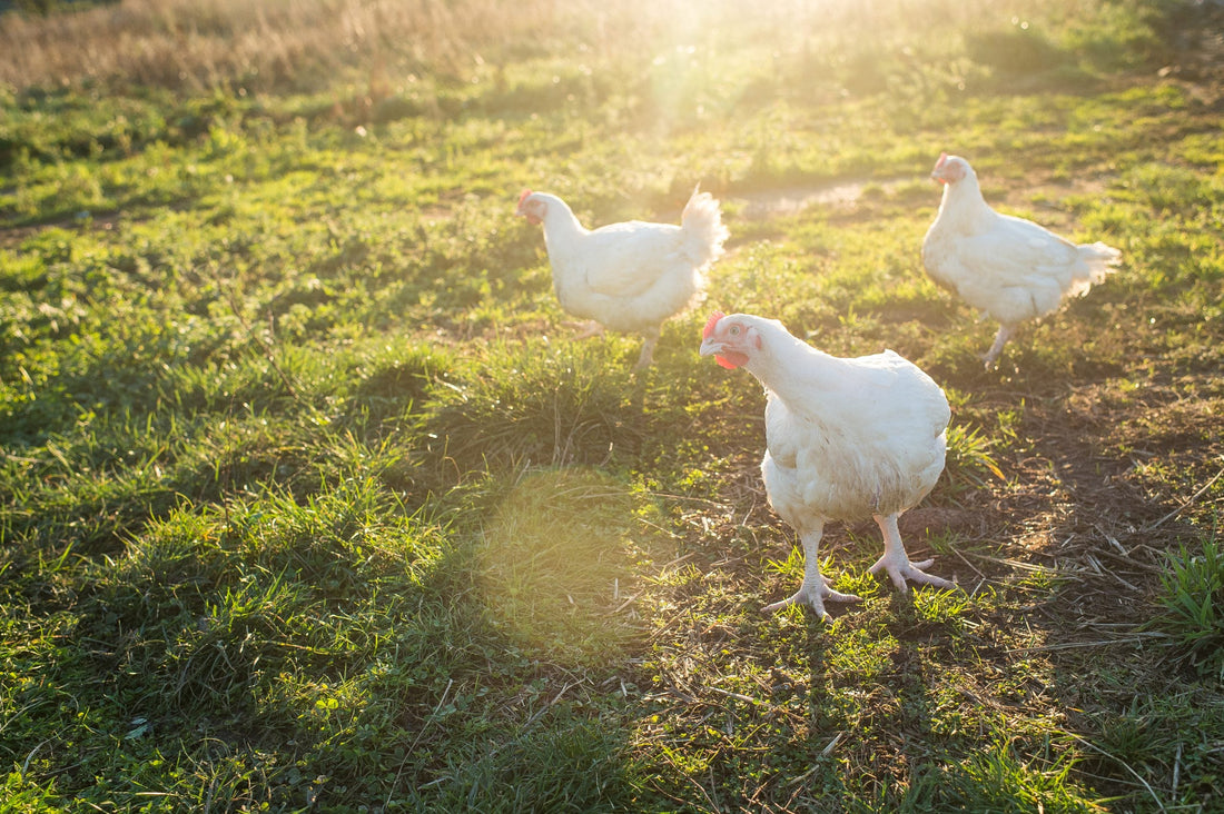 The 2kg Chicken Challenge: How Many Meals Can You Make?