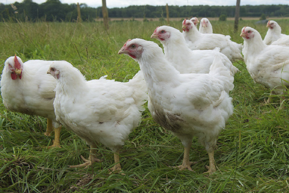 A group of free-range chickens in a field | Herb Fed Poultry