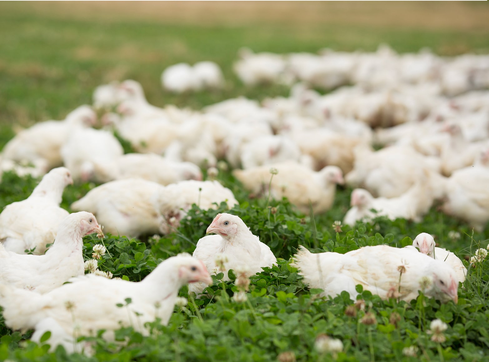 Why Choose Herb Fed Poultry for Your Wholesale Needs?