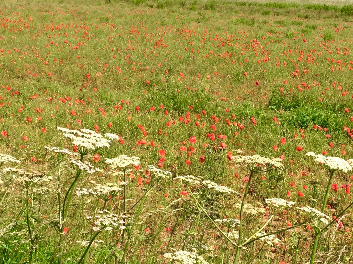 A field with wild flowers | Herb Fed Regenerative Farming