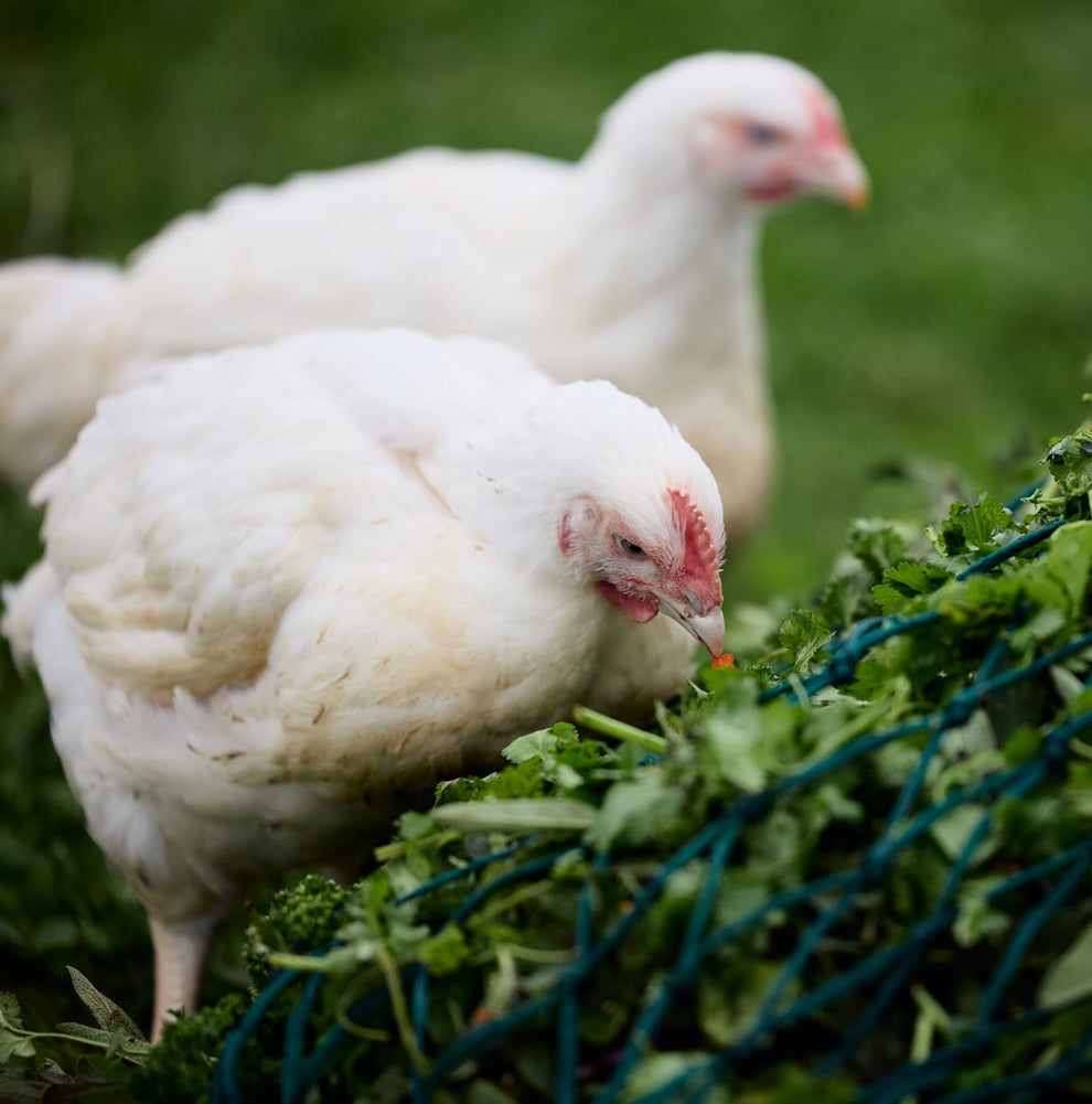 Why Slow Grown Chicken Tastes Better