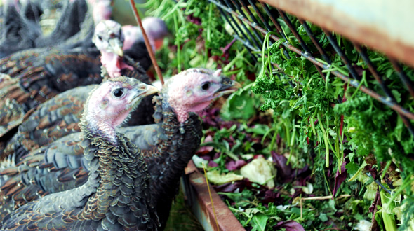 free range turkeys eating herbs