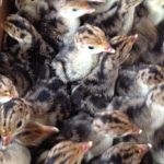 Herb Fed turkey chicks Herb Fed turkey chicks
