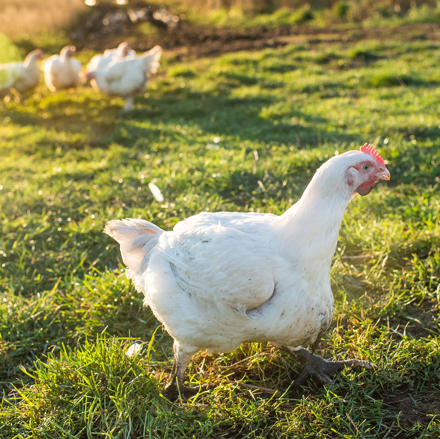 Christmas rooster in the field