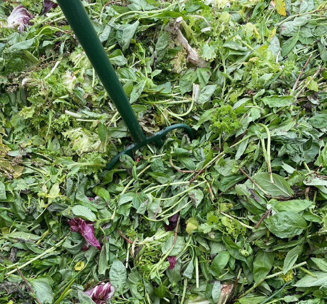 Herbs being gathered to feed Herb Fed's Christmas Roosters