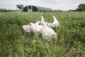 chickens in a field