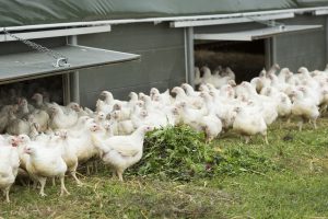 chickens eating herbs