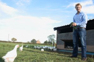 chickens roaming free