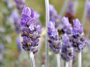 A single lavender flower