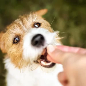 A dog being fed giblets