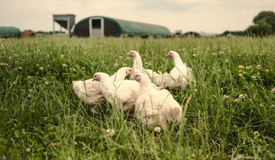 chickens in the field
