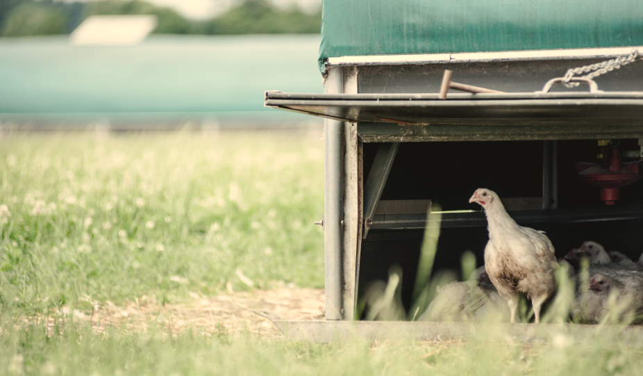 A chicken in the field