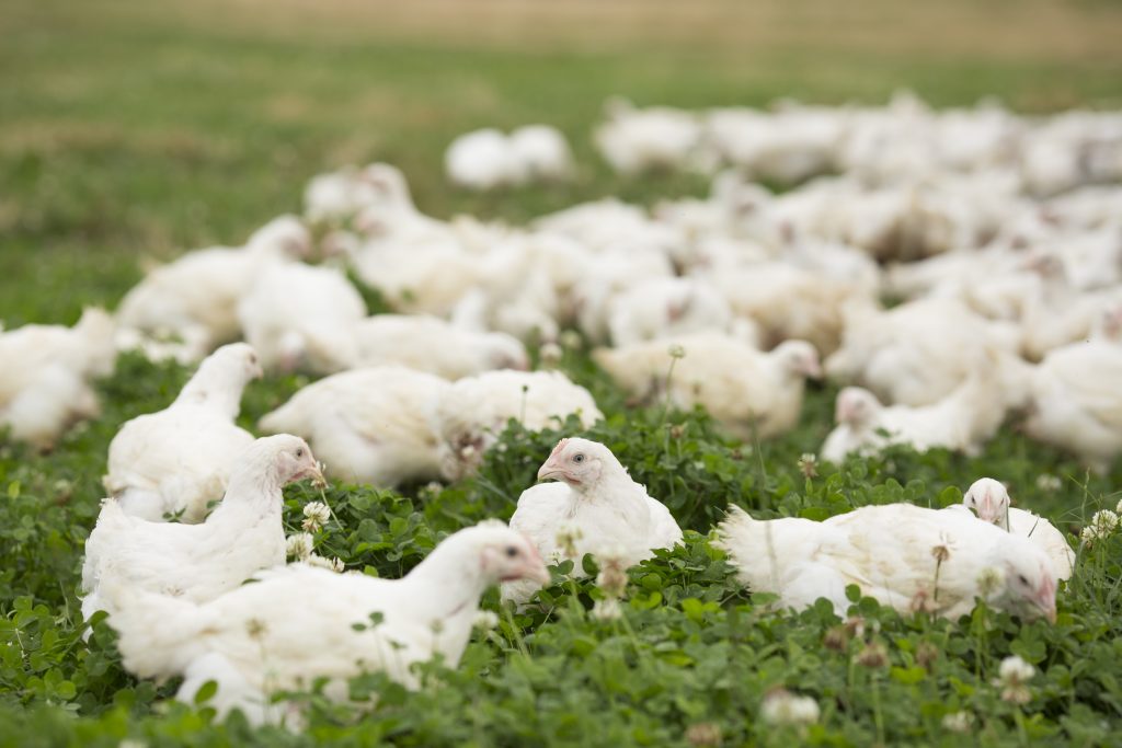 chickens in the field