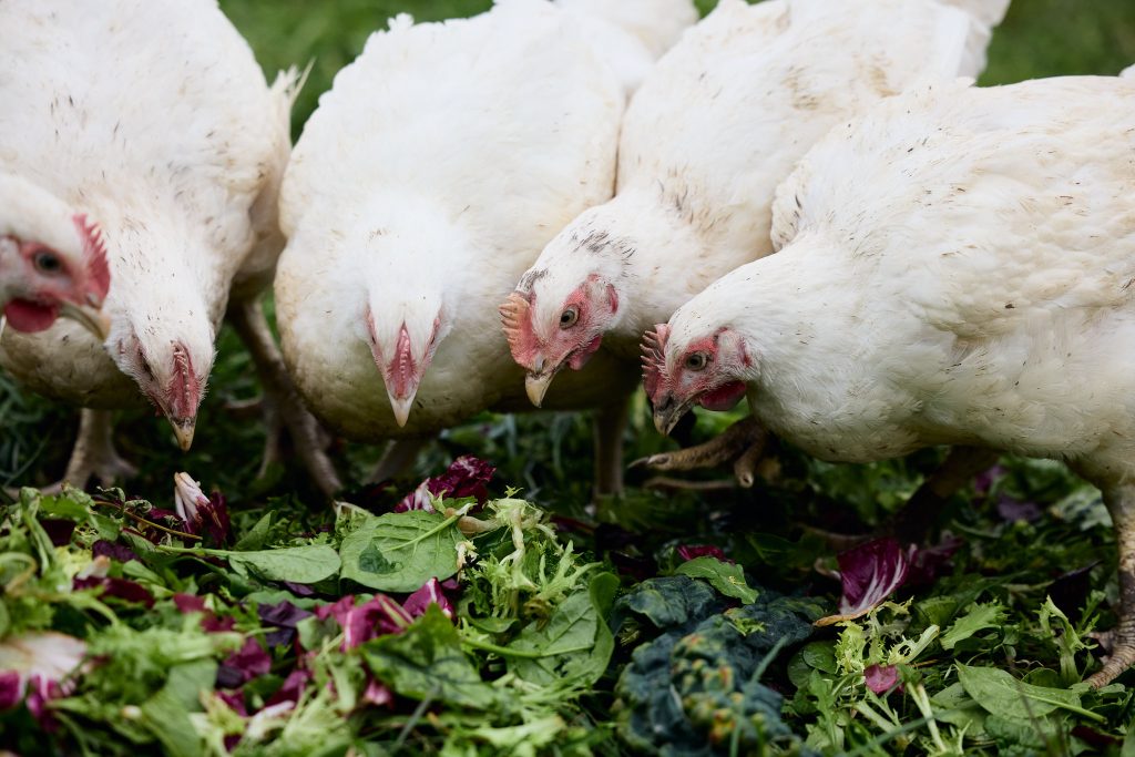 4 herb fed chickens eating herbs