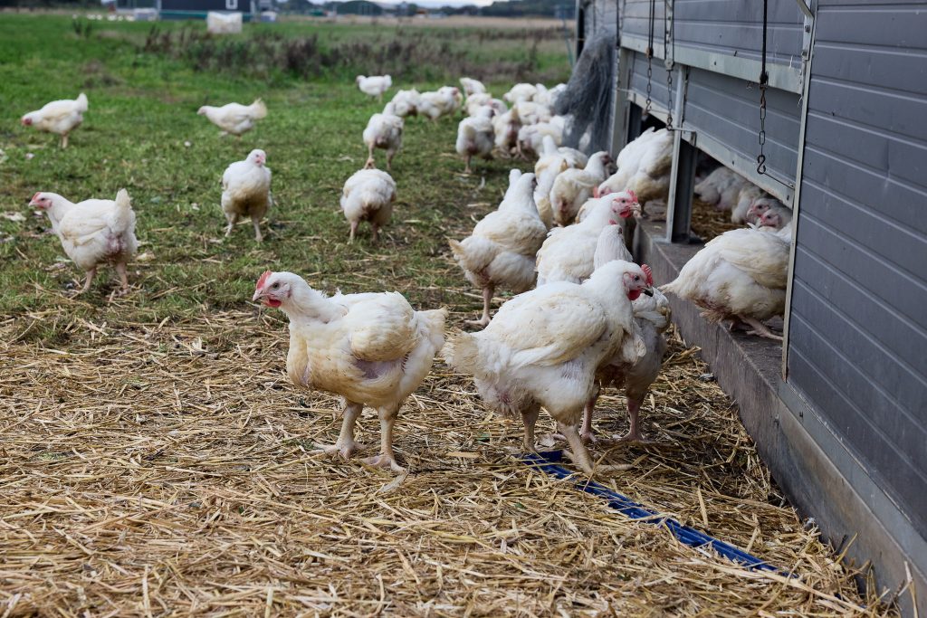 herb fed chickens grazing