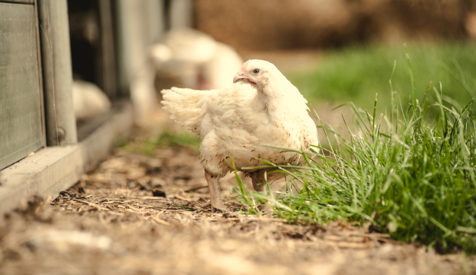 slow grown Herb Fed chicken in a field | Herb Fed Poultry